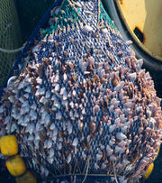 Ban Bottom Trawling Now