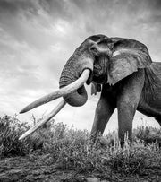 Patience On African Plains