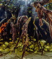 Underwater Update | Autumn 2021