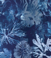 Anna Atkins