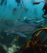 Founder Foundation & I AM WATER Ocean Travel.